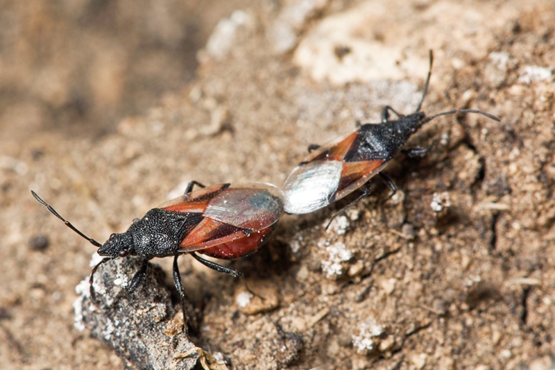 Lygaeidae: Oxycarenus lavaterae in accoppiamento di Malta